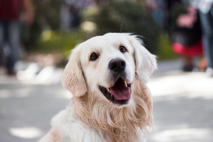 Top 10 tips when starting a vet practice